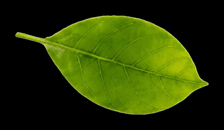 Lime leaf