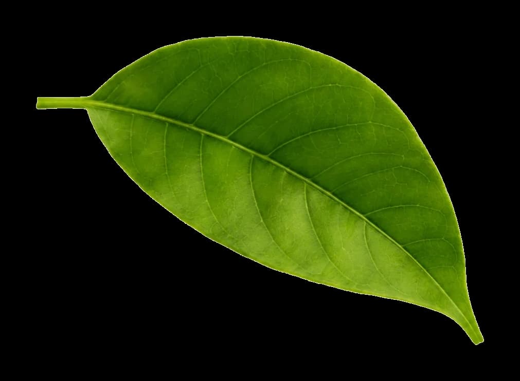 Lime leaf