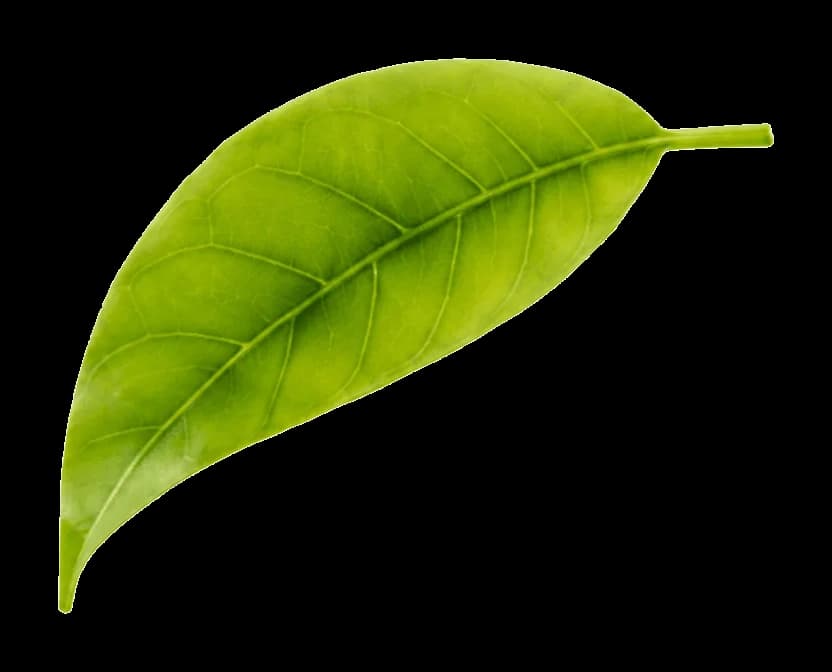 Lime leaf
